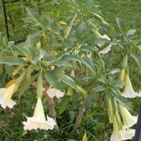 Datura